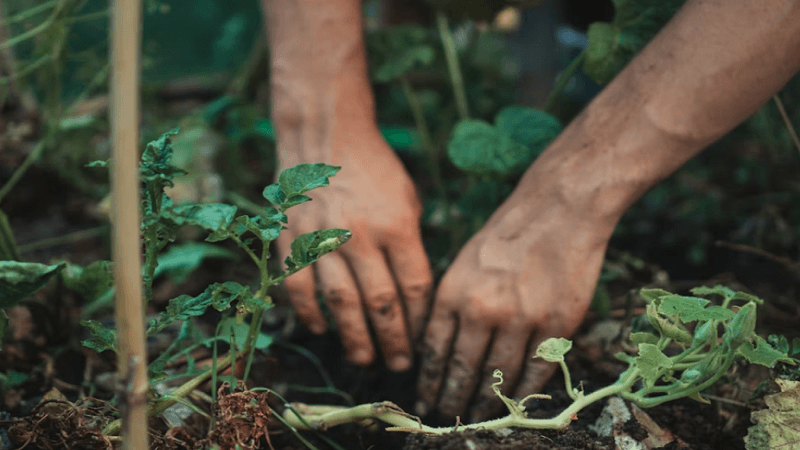 When to Call a Professional: Common Garden Problems That Need Expert Help